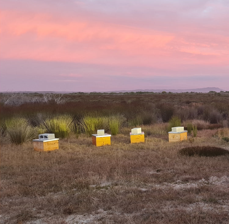 Adopt a Hive